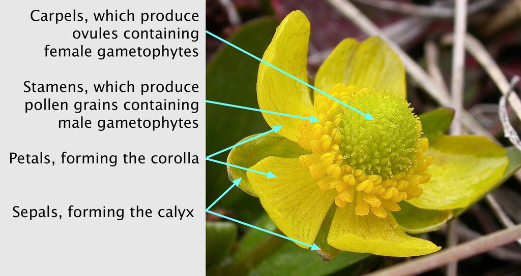 Lesson image