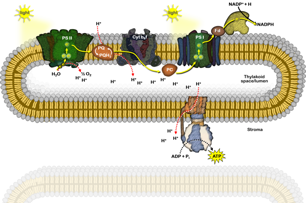 Lesson image