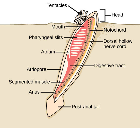 Lesson image