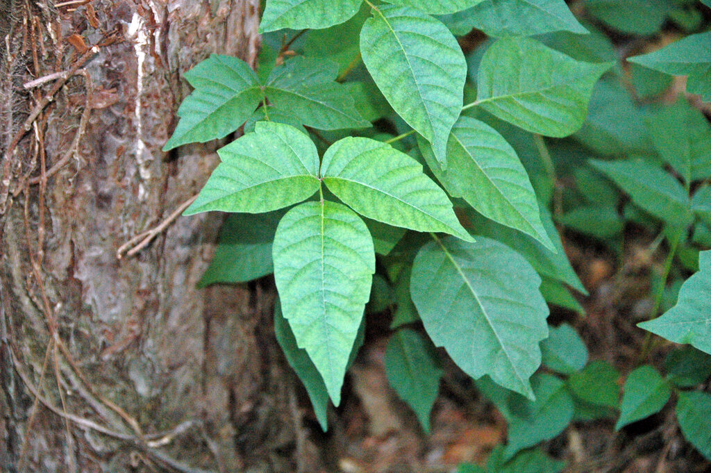 Lesson image