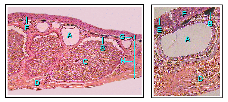 Lesson image