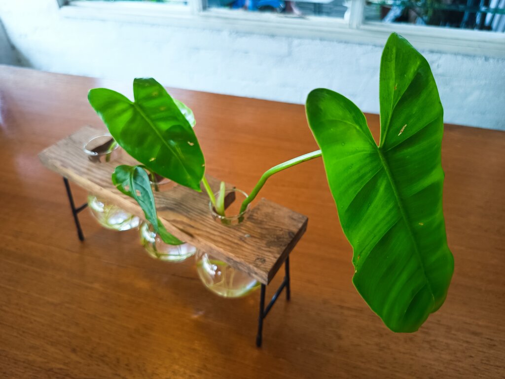 Lesson image
