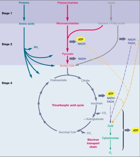 Lesson image