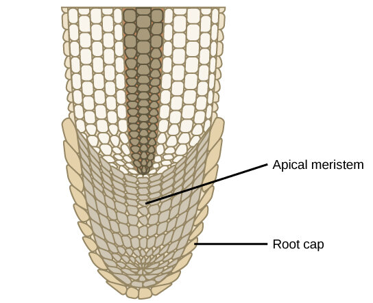 Lesson image