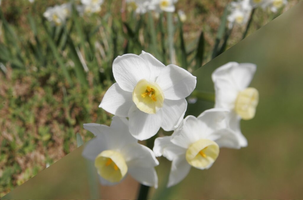 Lesson image