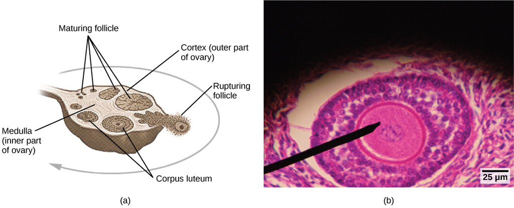 Lesson image