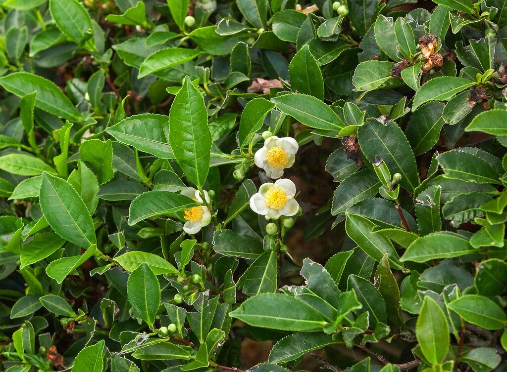 Lesson image