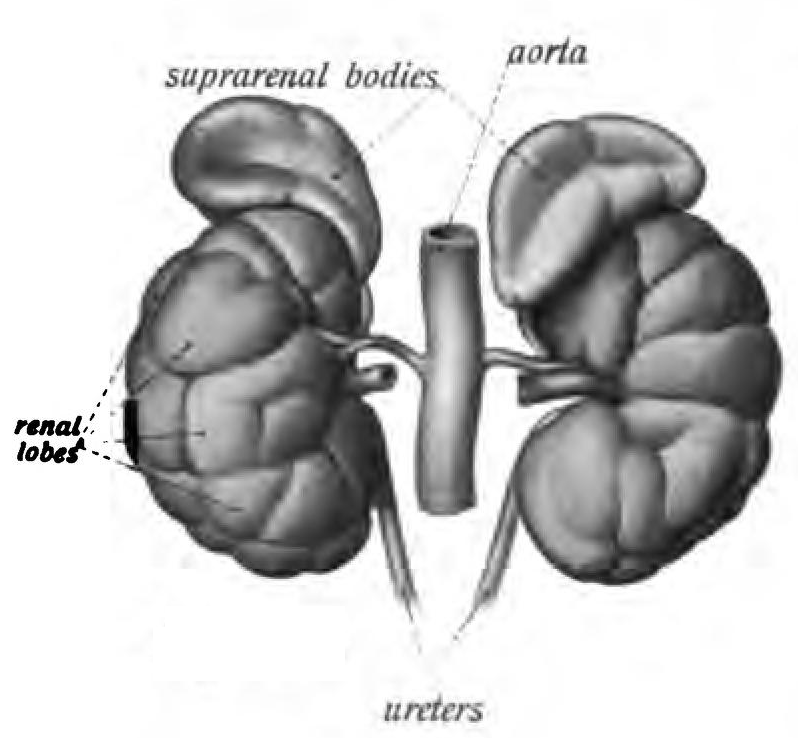 Lesson image