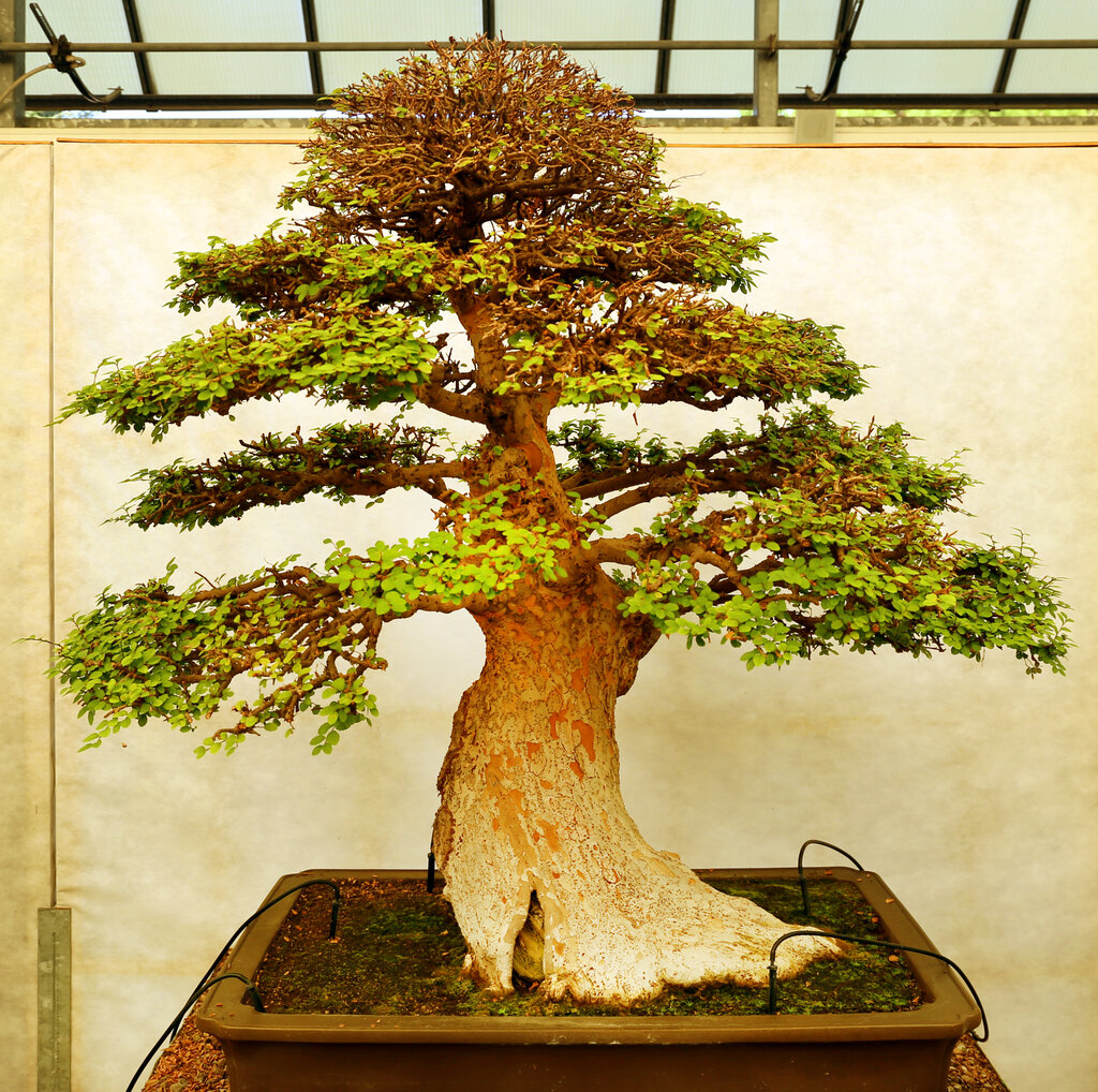 Lesson image