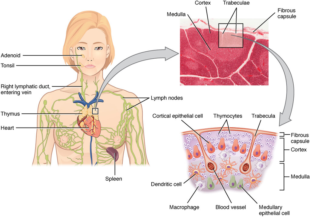 Lesson image