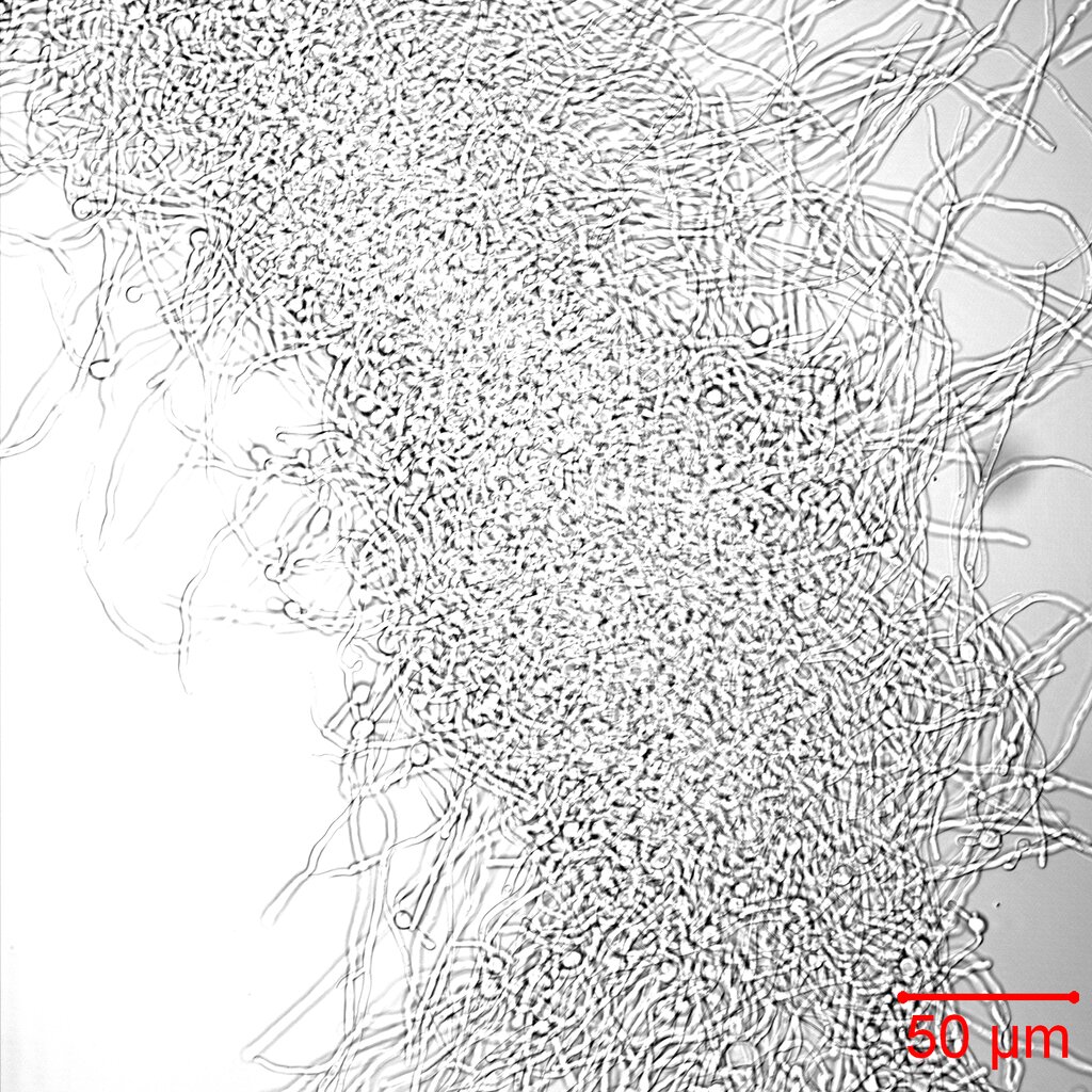 Lesson image