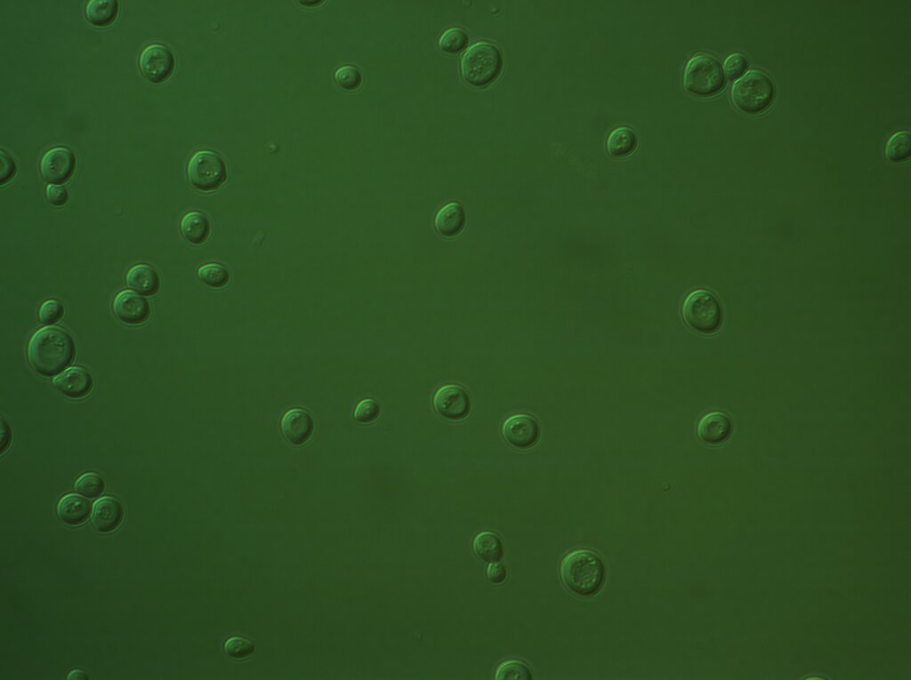 Lesson image