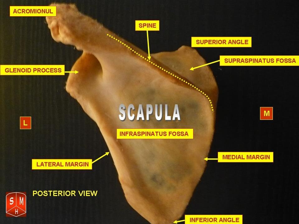 Lesson image