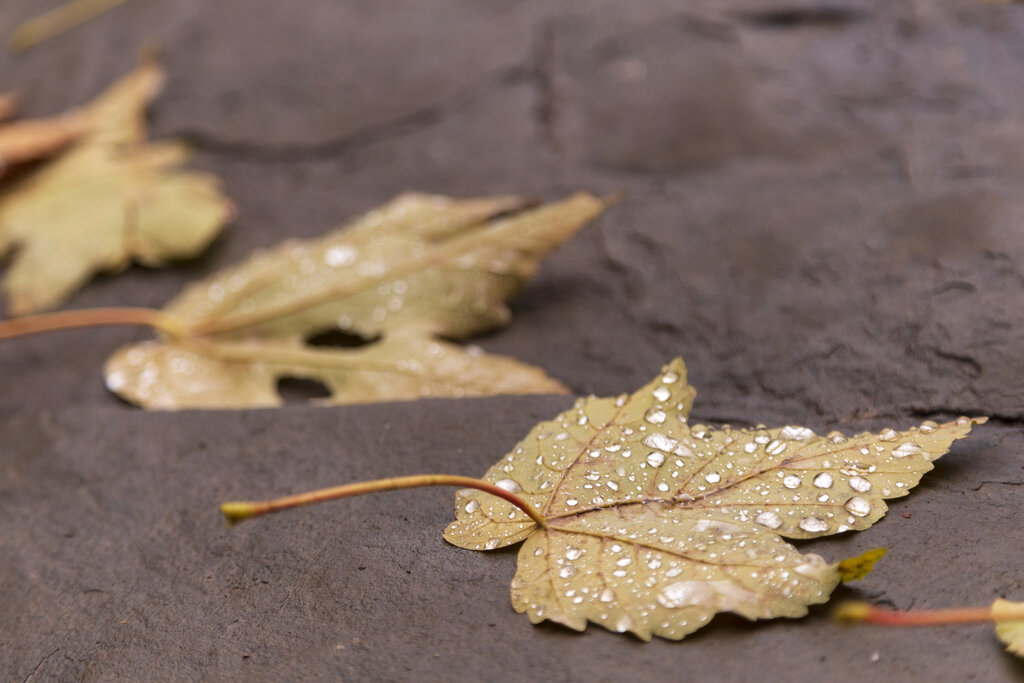 Lesson image