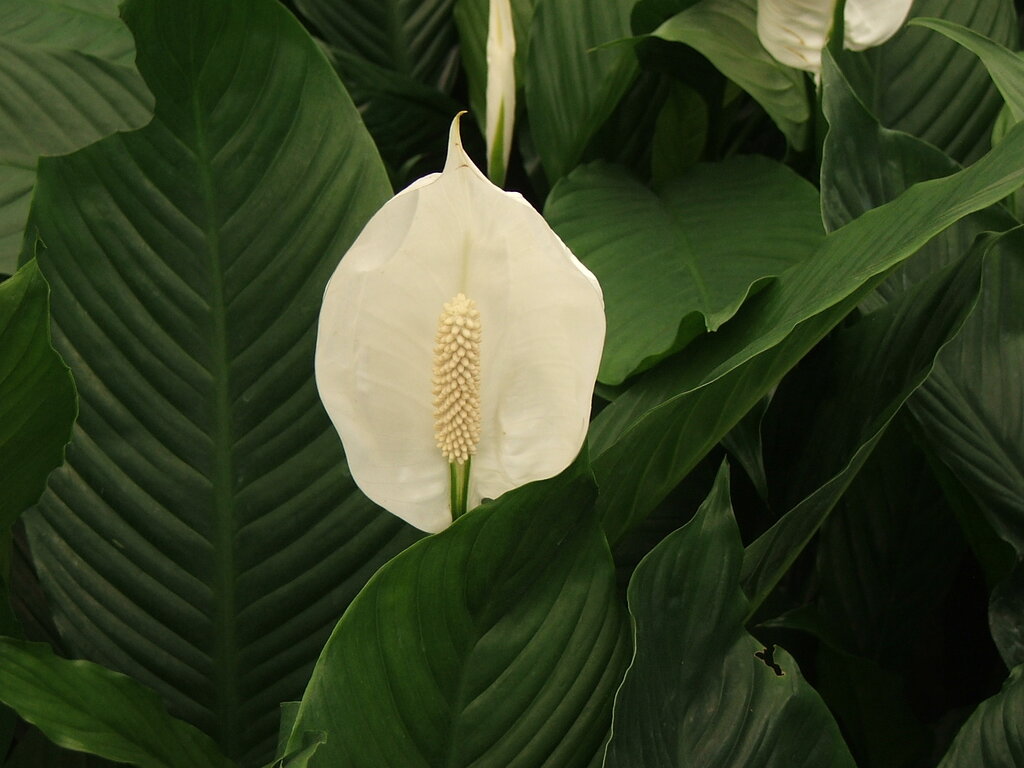 Lesson image