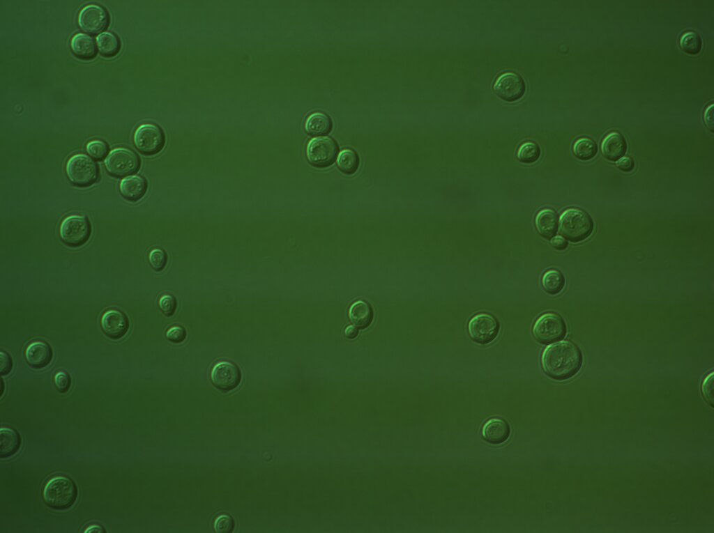Lesson image