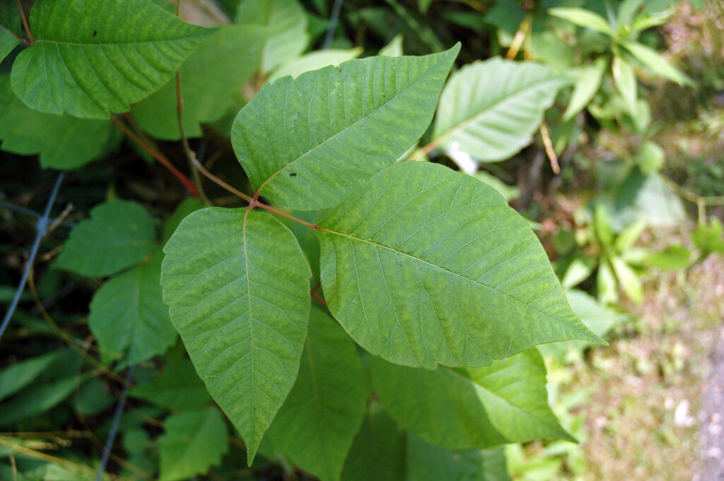 Lesson image
